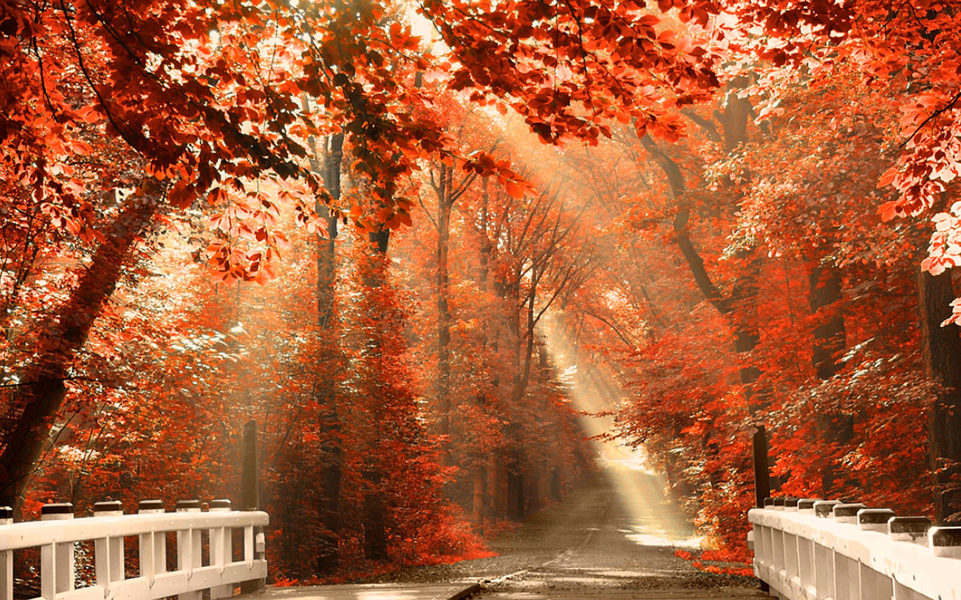 foresta natura luce raggi strada nebbia autunno foglie fogliame arancione tono colore alberi rami ponte ponte perilla recinzione recinzione