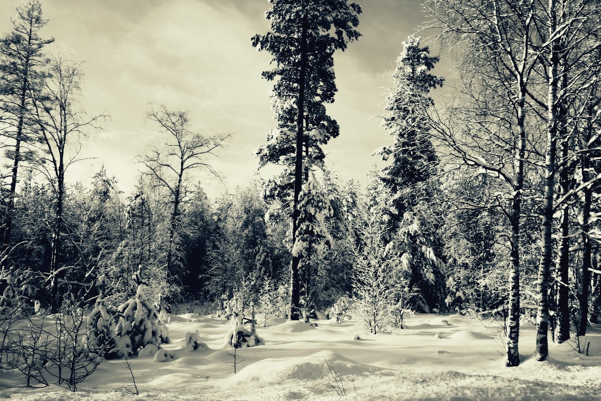 winter winter forest snow tree