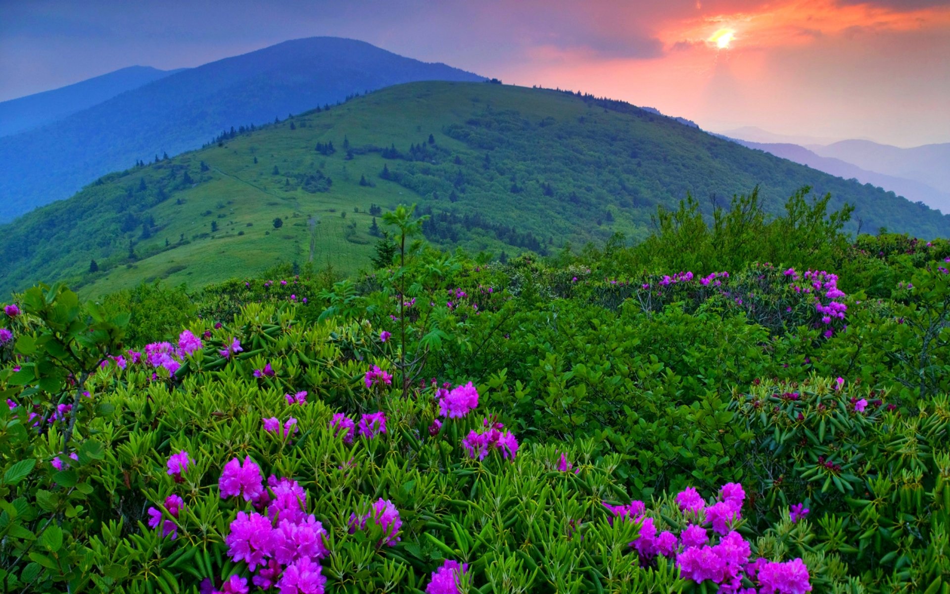 cielo nuvole tramonto natura paesaggio montagna fiori erba alberi