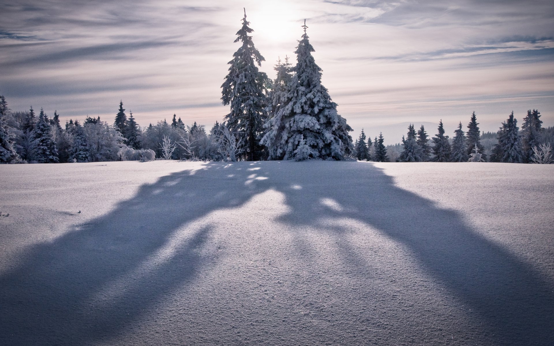 paisaje de invierno naturaleza invierno fondo de pantalla de invierno árbol árboles abeto abeto árbol de navidad nieve nevadas montaña montaña pico picos viento cielo altitud naturaleza de invierno sol sombra sombra