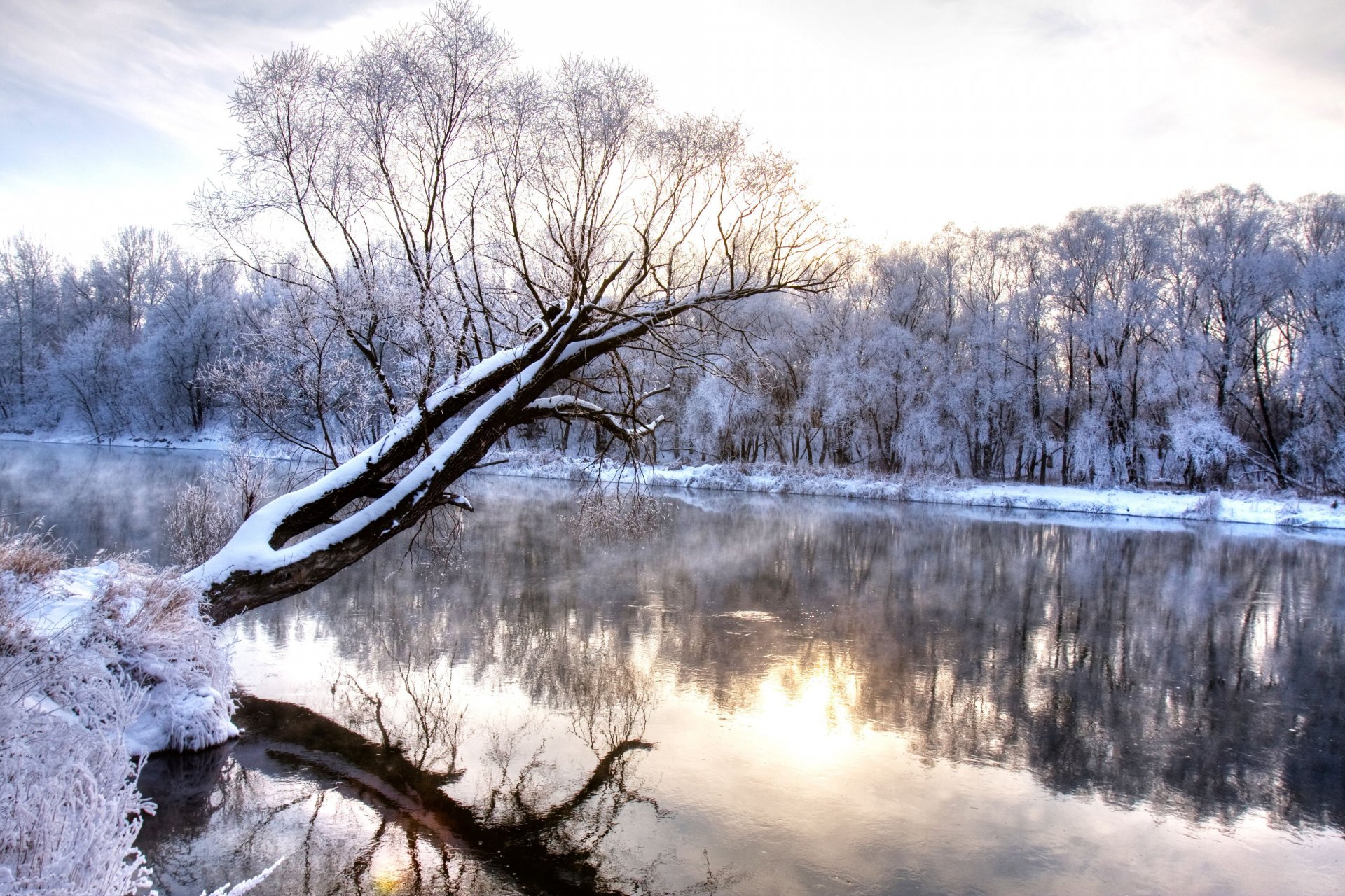 winter fluss zweig eingefroren wald naturlandschaft kalte jahreszeit wunderland winter kälte frost verschneit bäume fluss natur landschaft reflexion