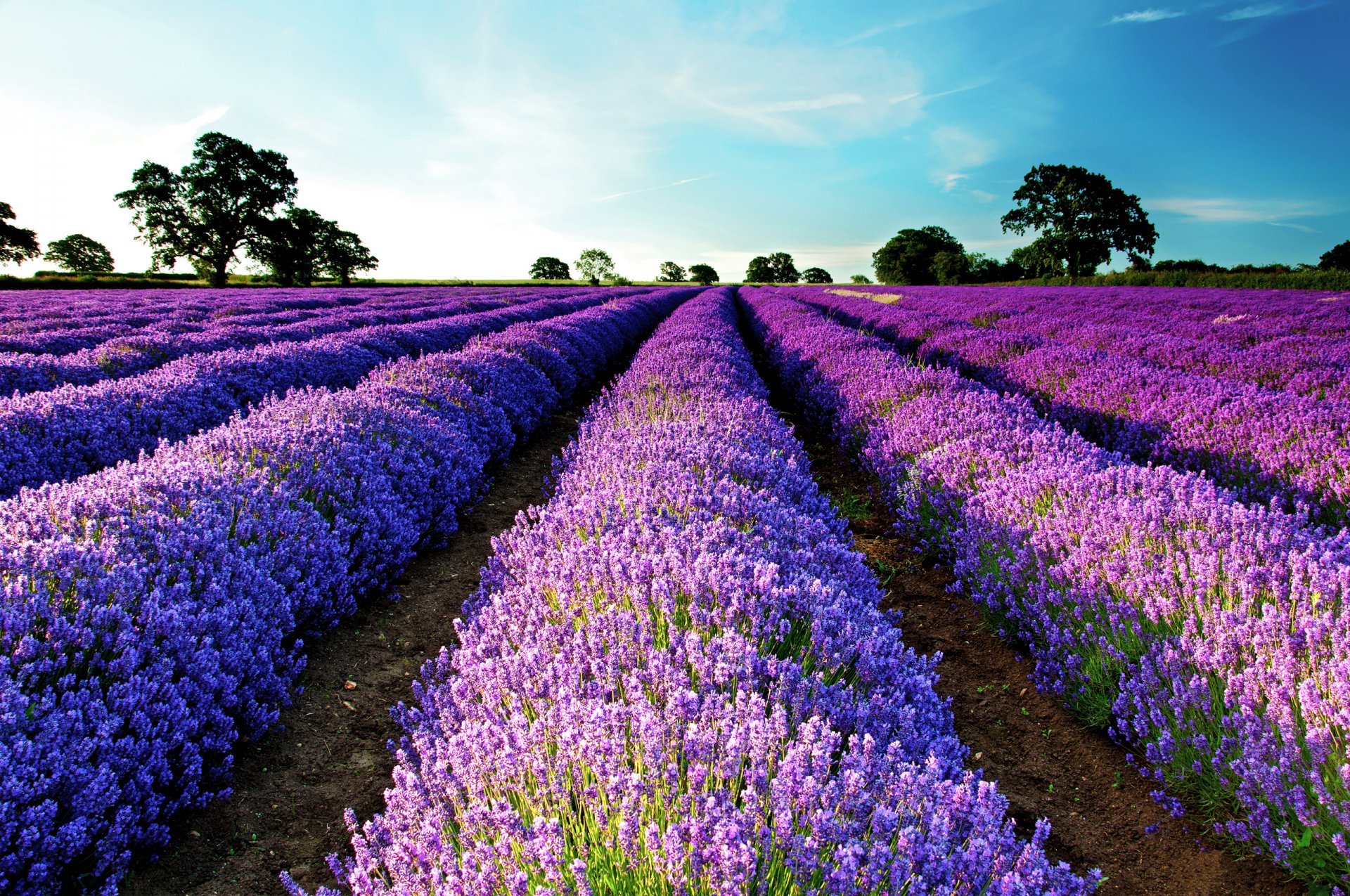 campo lavanda árboles cielo