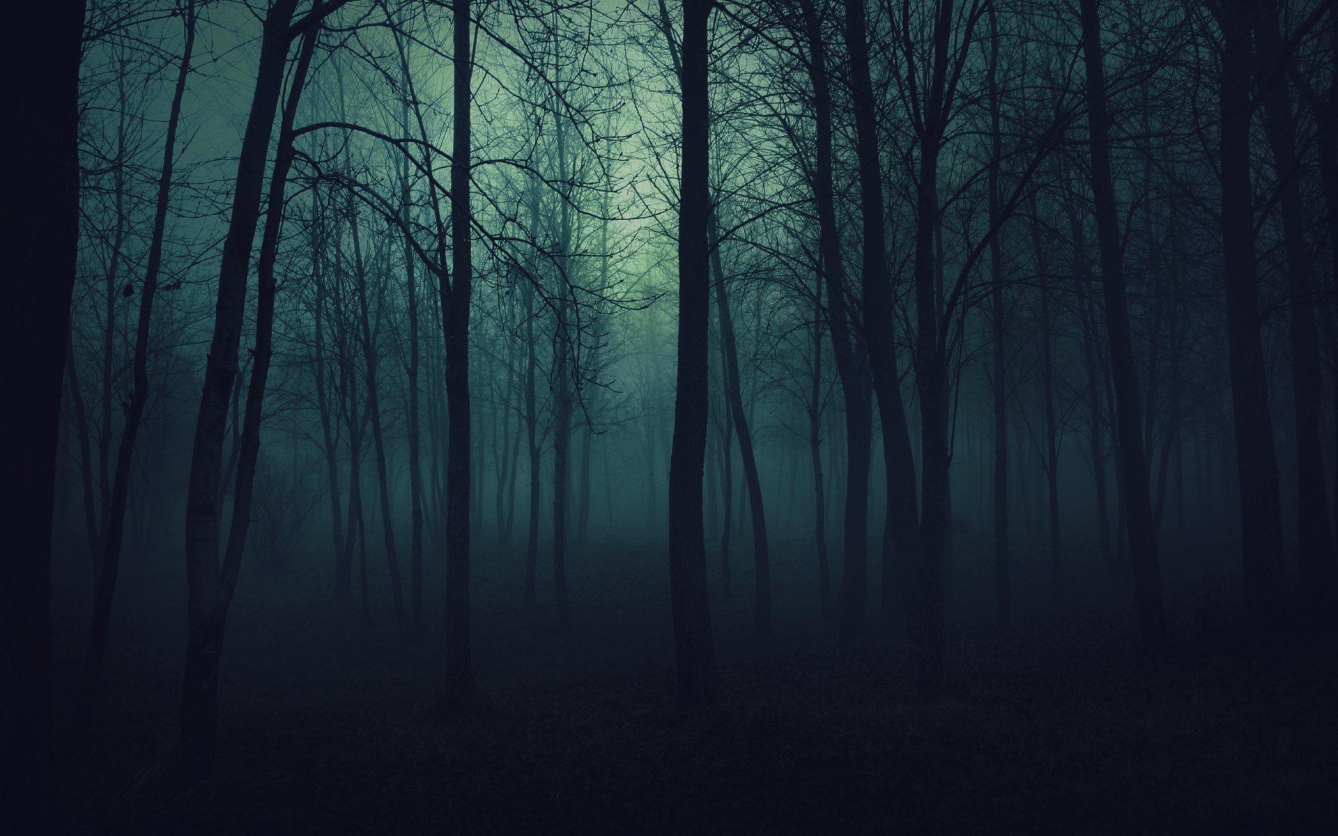 forest tree dark fog