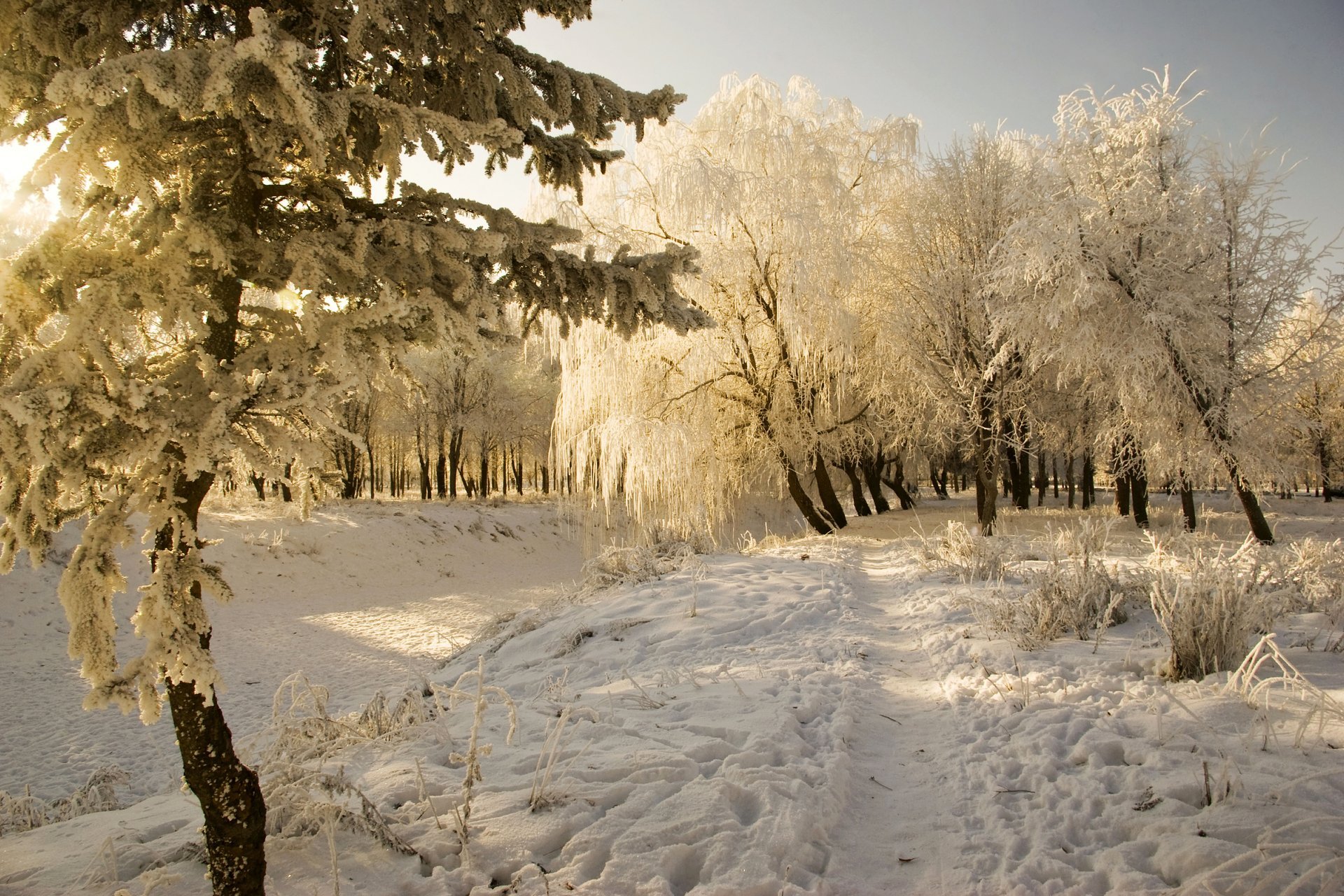 hiver givre neige soleil hiver congères arbres givre froid paysage sentier