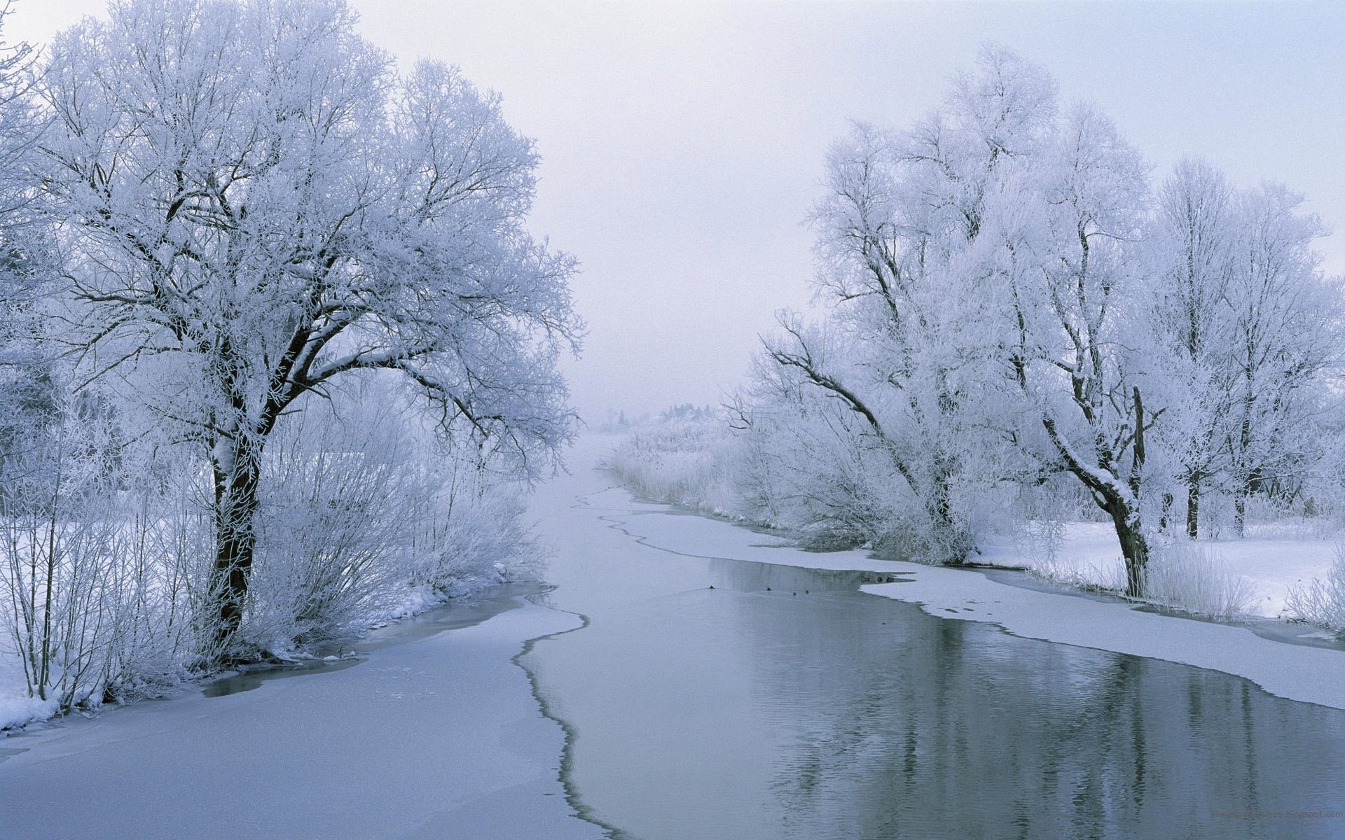 natura fiume inverno neve uccelli gelo