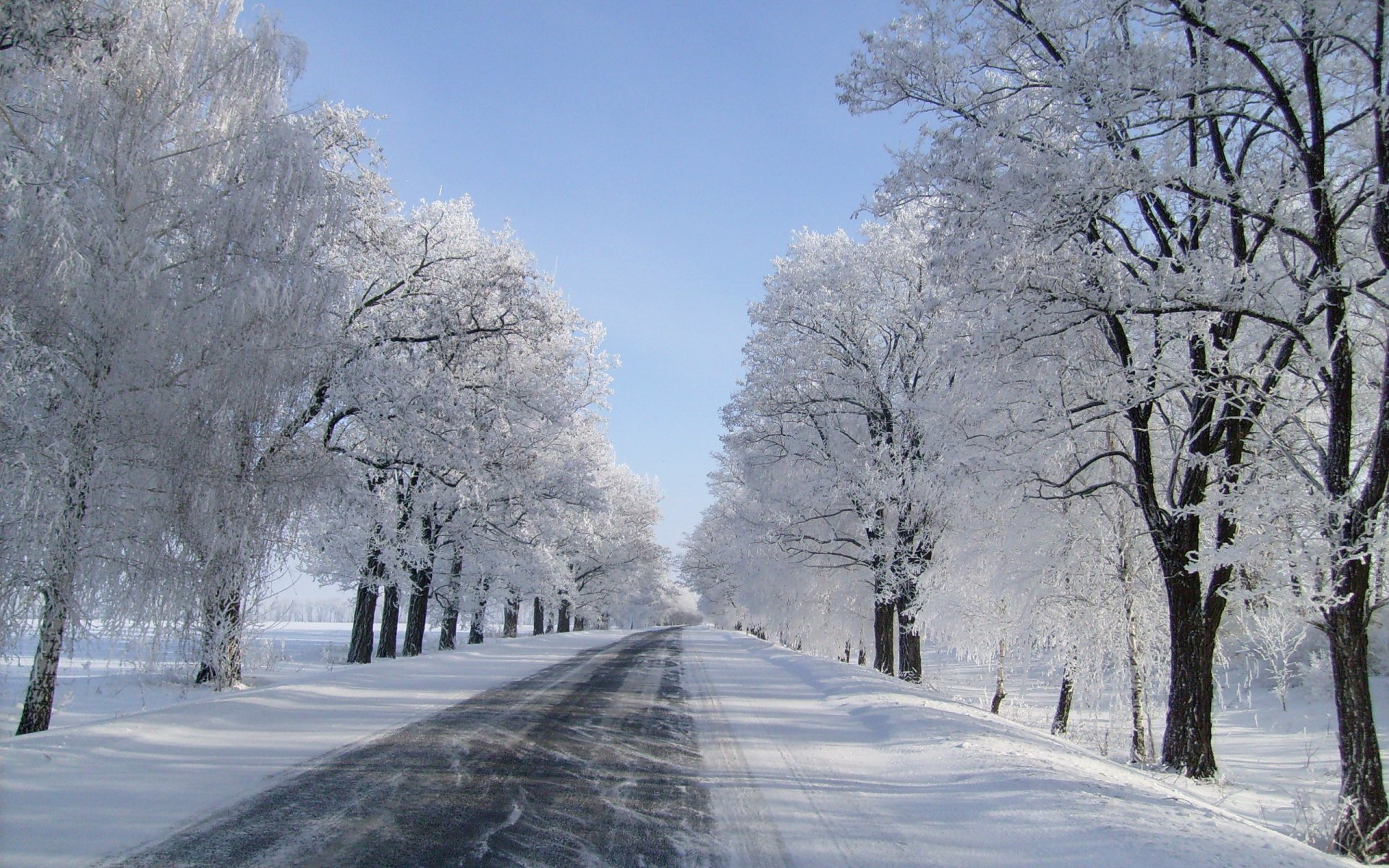 hiver route arbres neige