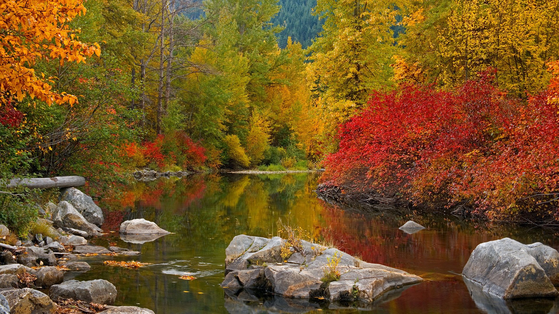 осень река лес деревья камни