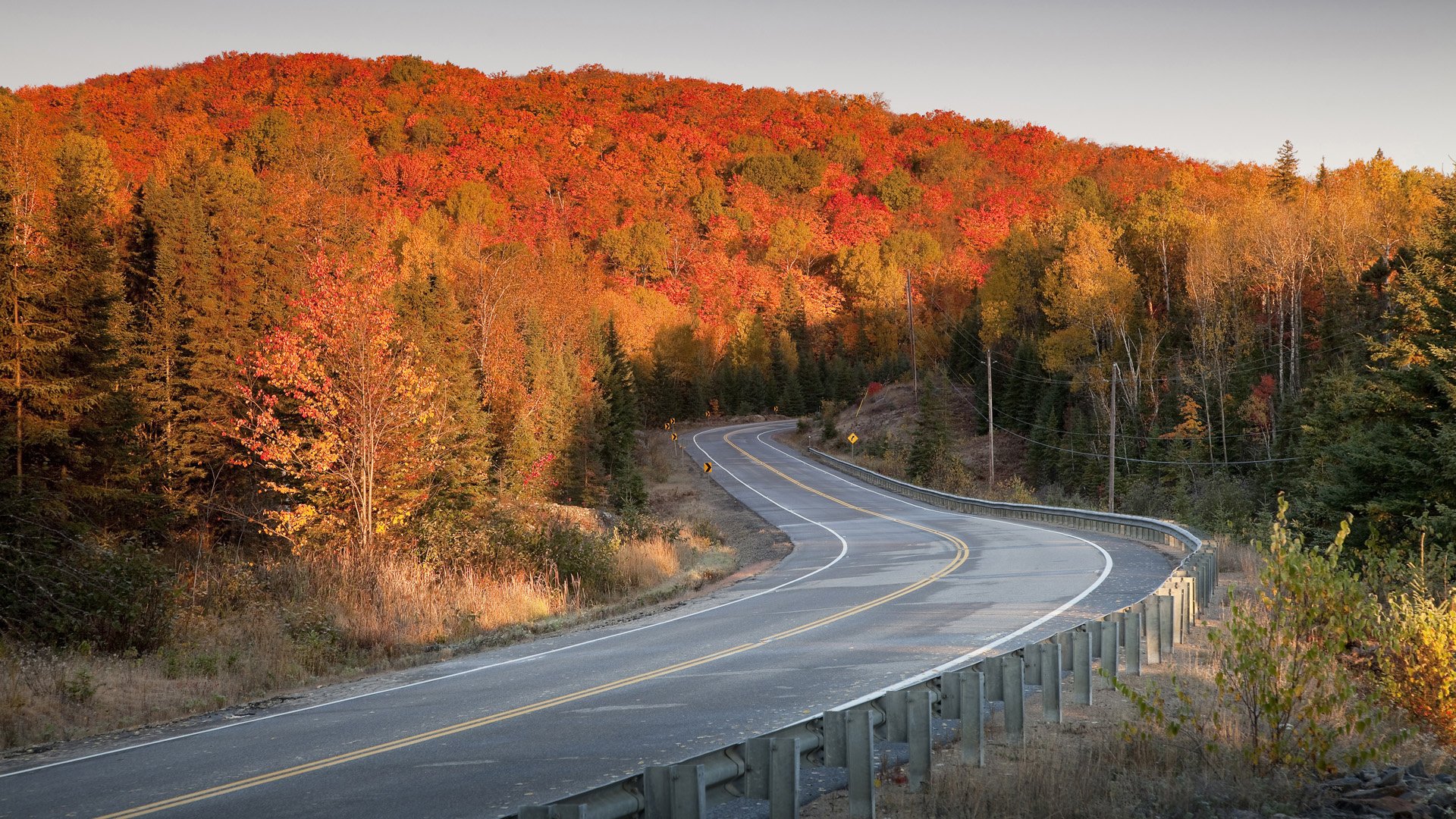 road autumn tree leave