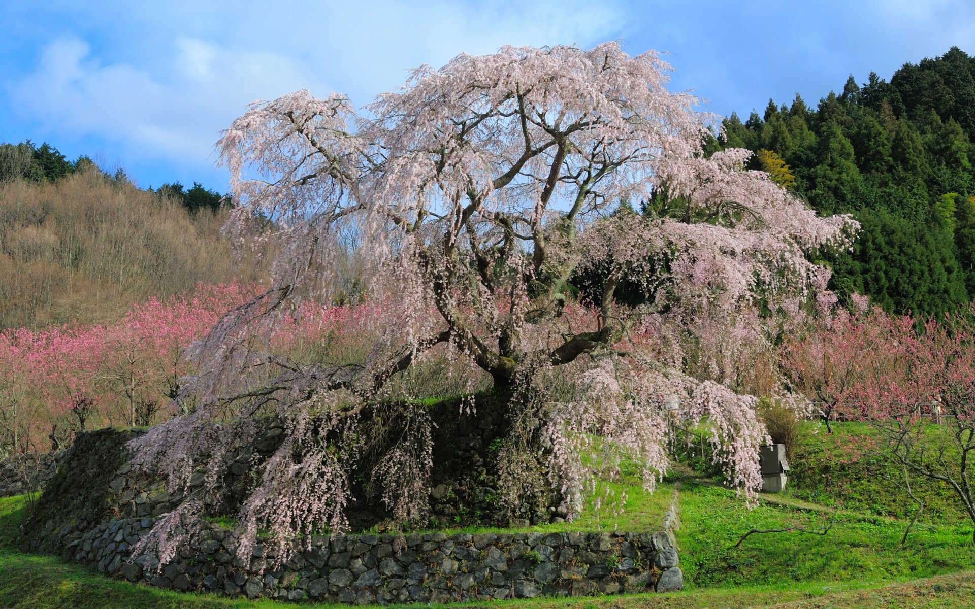 japan matabee sakura kirschen kirschblüten frühling rosa blütenblätter weg steine bäume grün gras blumen schönheit zärtlichkeit landschaft