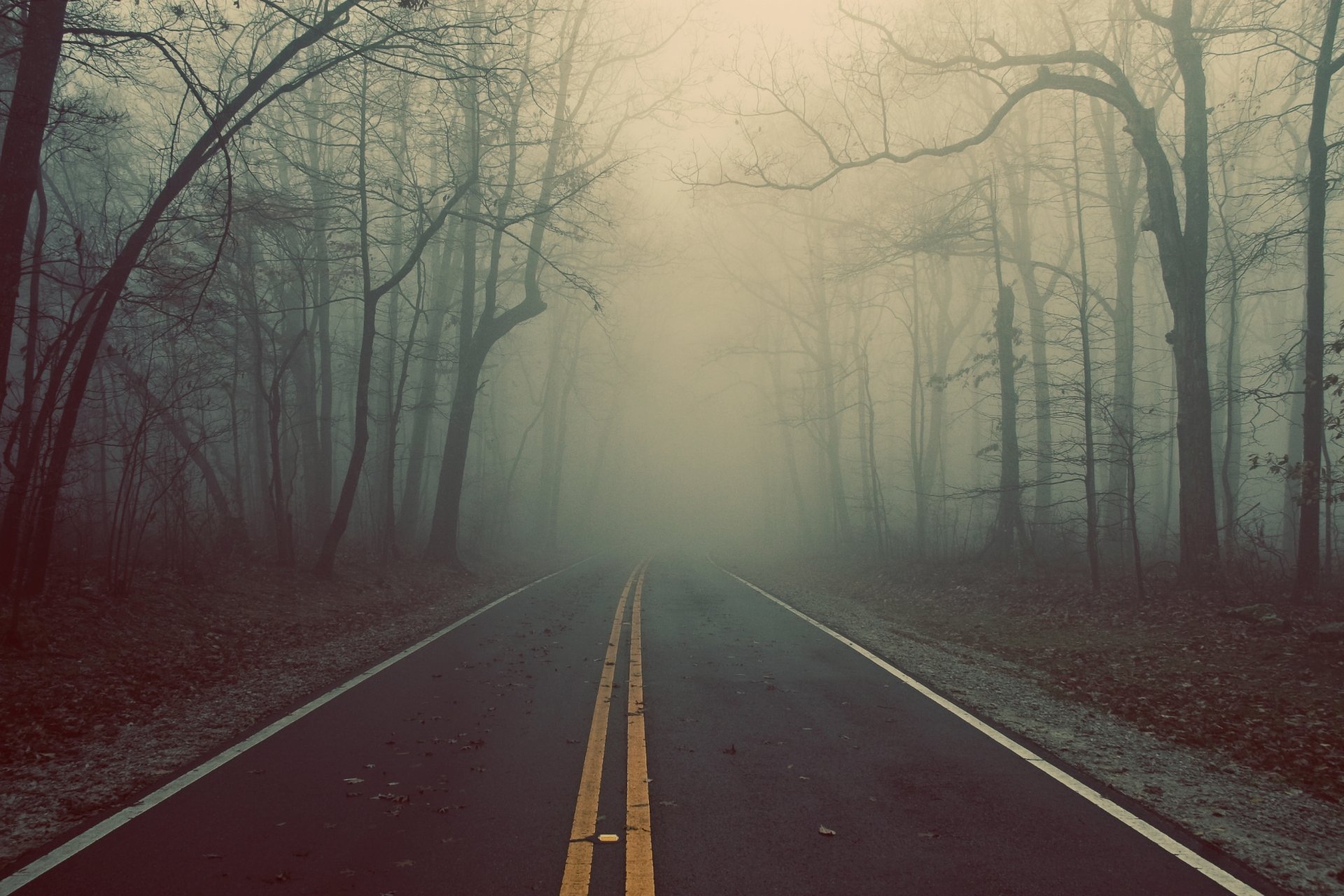 road track tree forest fog