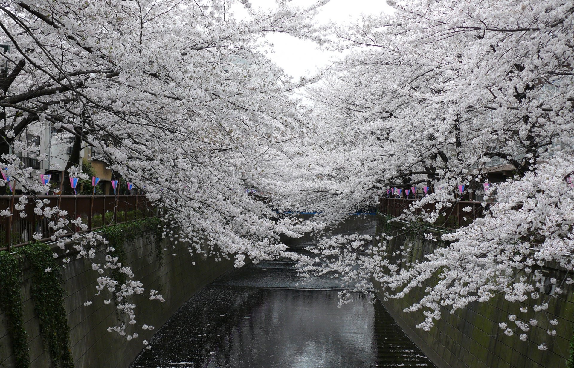 japan park sakura cherry blossoms spring flowers white cherry blossoms cherry branches white petals spring beauty tenderness landscape canal water holiday