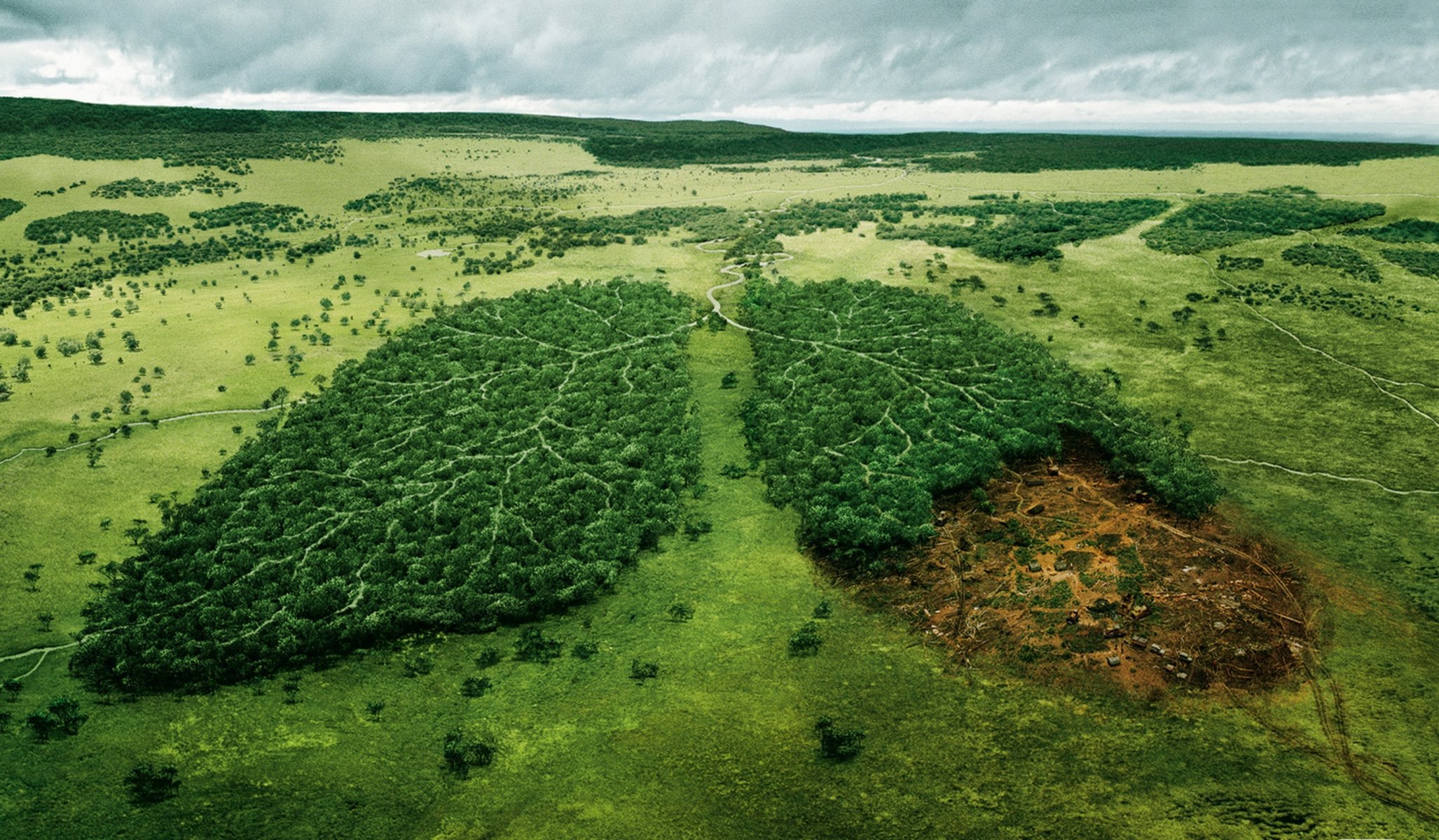 foresta ecologia alberi natura paesaggio fiume taglio della foresta world fund wildlife world wildlife fund sfondi