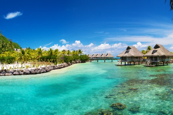 Houses on Bora bora among palm trees