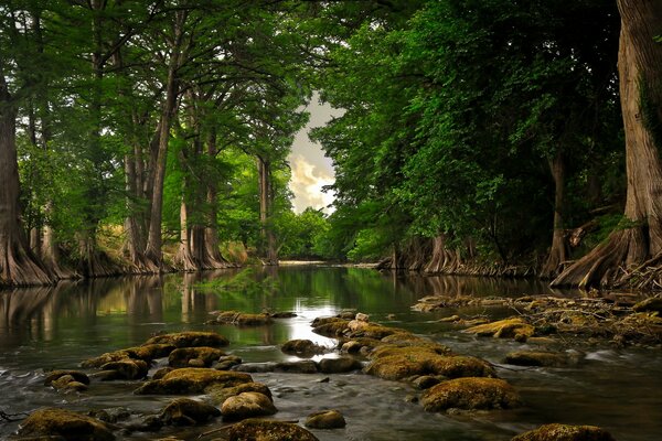 Forest in the water. River stones and moss