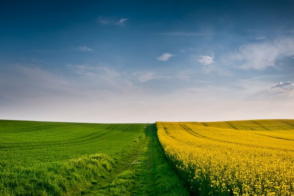 Campo amarillo-verde bajo el cielo azul