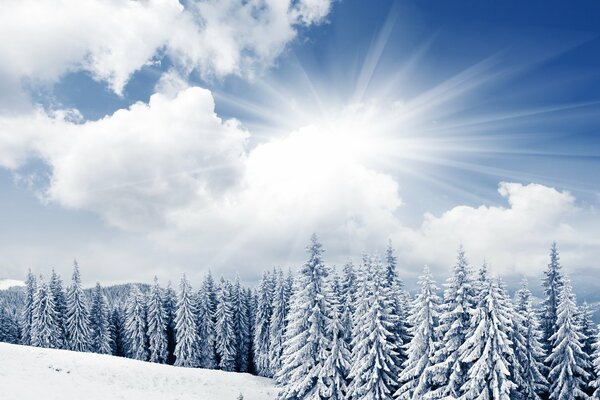 Winter, snowy morning in the spruce forest