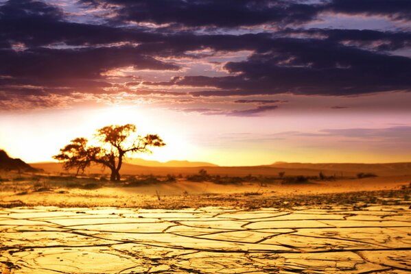 Sultry African savannah at dawn