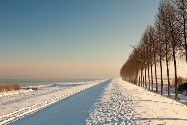 Champ de neige et les arbres avec le bord