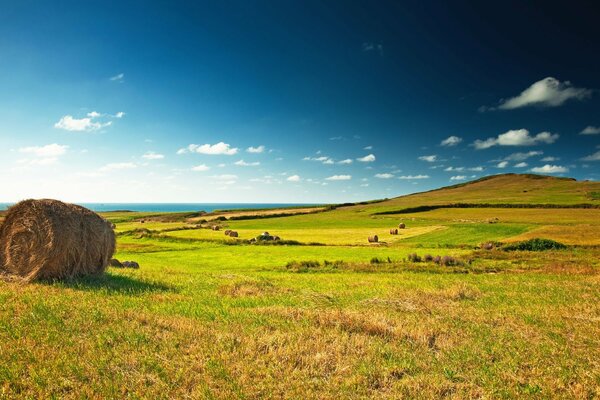 Endlose Wiese mit blauem Horizont