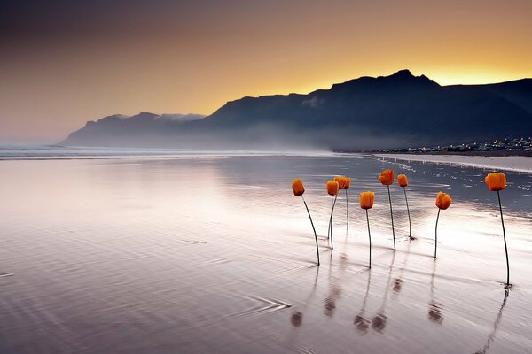 Rote Mohnblumen aleizen aus dem Wasser