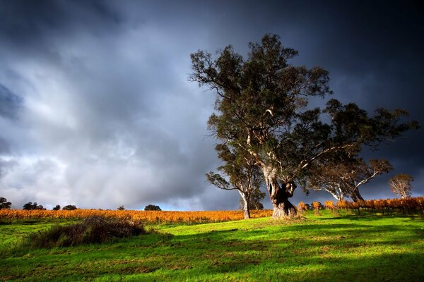 Nature in summer with thunderclouds