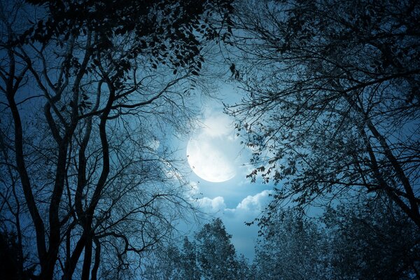 Luz de Luna blanca en la noche en el bosque