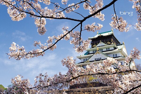 Kirschbaumblüte am japanischen Tempel