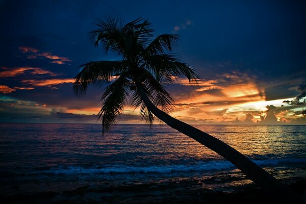 Palme am Strand in den Sonnenuntergang