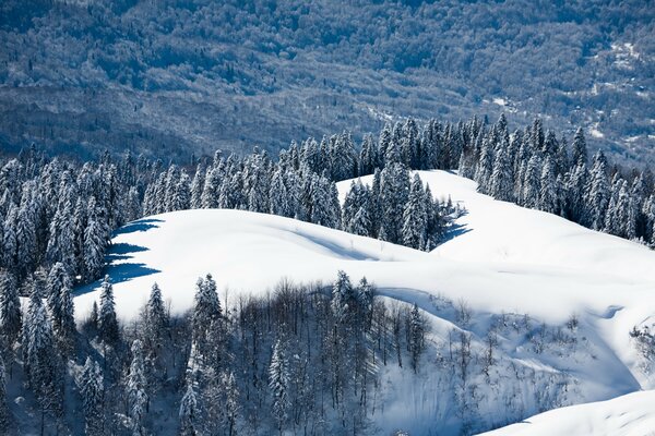 Prato di neve con alberi di Natale in montagna