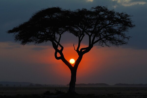 Sonnenuntergang in der Savanne ein einsamer Baum