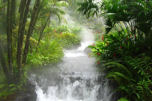 Waterfall in the jungle on the background of paparotniks