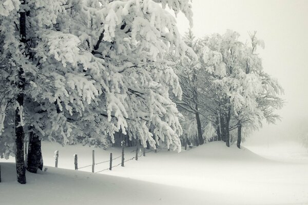 Snow-covered trees and white snowdrifts