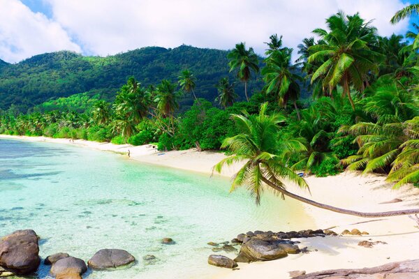 Plage tropicale de sable blanc