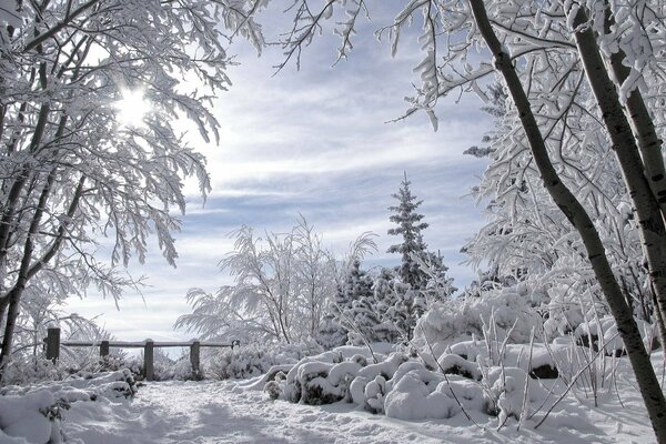 Alberi innevati, gelo, come in una fiaba