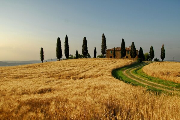 Campo di grano dorato e Casa