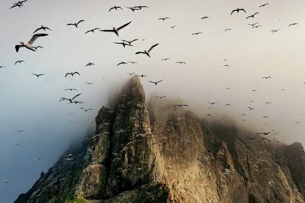 Pájaros volando cerca de las rocas