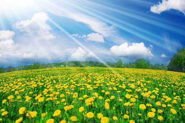 The light and the view of the sky on the meadow with dandelions