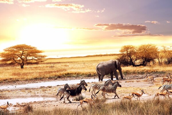 Animali africani sullo sfondo del tramonto