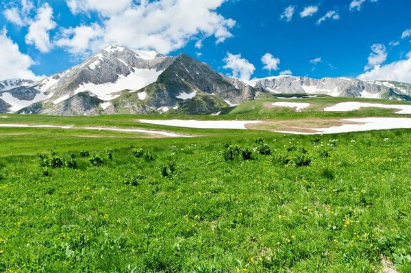 Green grass on the background of snowy mountains