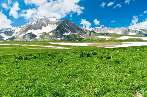 Hierba verde en el fondo de las montañas nevadas