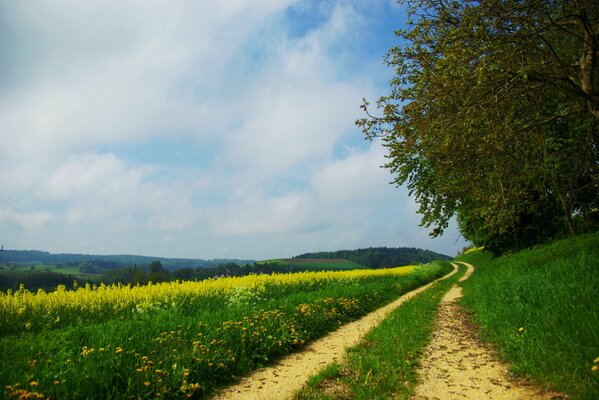 Camino a lo largo del bosque y el campo de colza