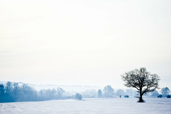 Paysage d hiver blanc enneigé