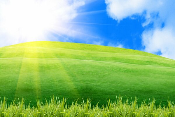 Positive landscape of green grass and blue sky