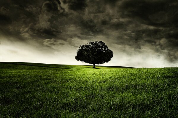 A lonely tree on a green meadow against a stormy sky