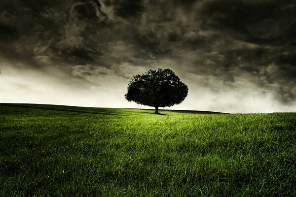 Un árbol solitario en un Prado verde contra un cielo tormentoso