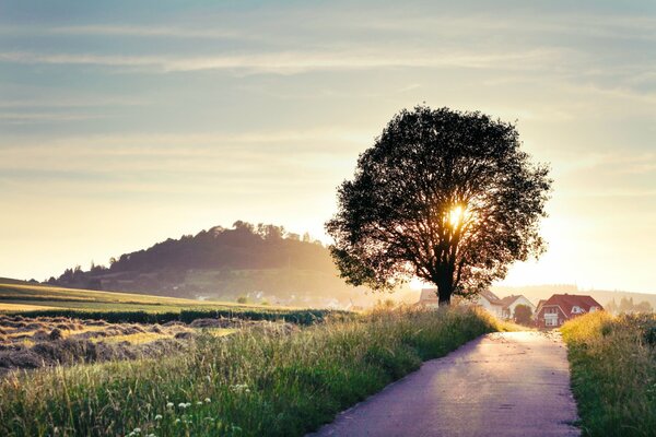 Route et arbre paysage d été