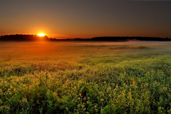 Aufgehende Sonne über dem grünen Feld