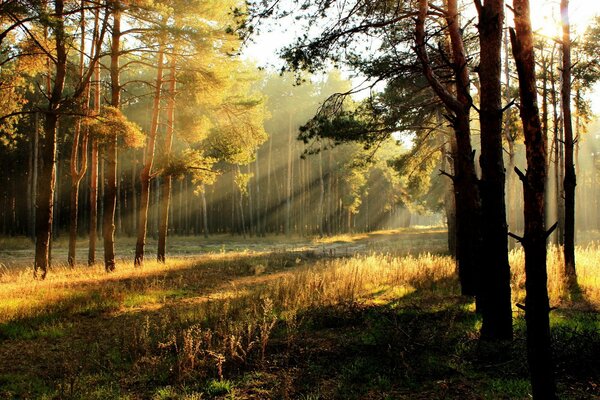 Herbst Wald Strahl der Morgensonne