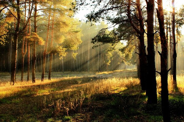 Automne forêt rayon de soleil du matin