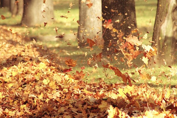 Feuilles de vol près des arbres en automne